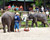湄沙大象學校